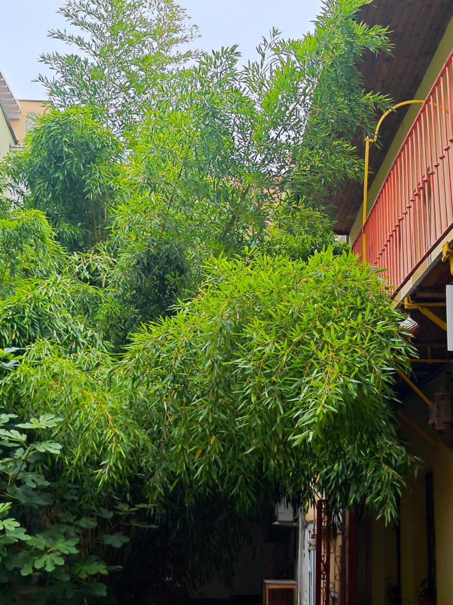 Vintage Room With Garden View Bratislava Exterior foto